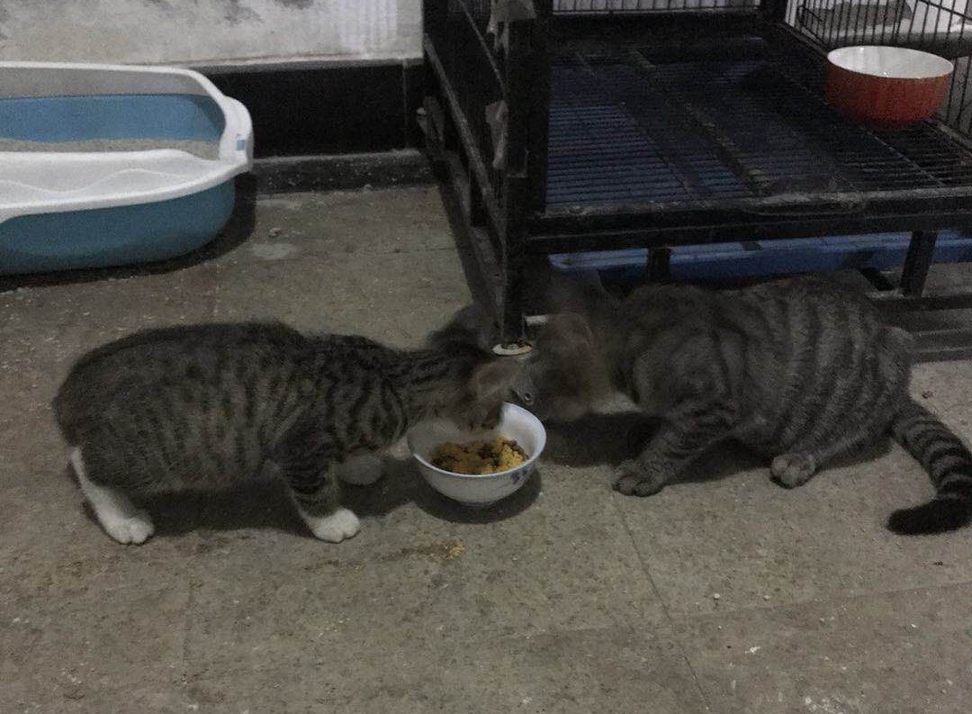 关于流浪动物救助的采访问题,流浪动物救助文章1000字