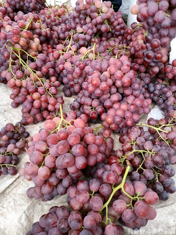 顾客评价水果不甜该怎么处理,红提质量好不好