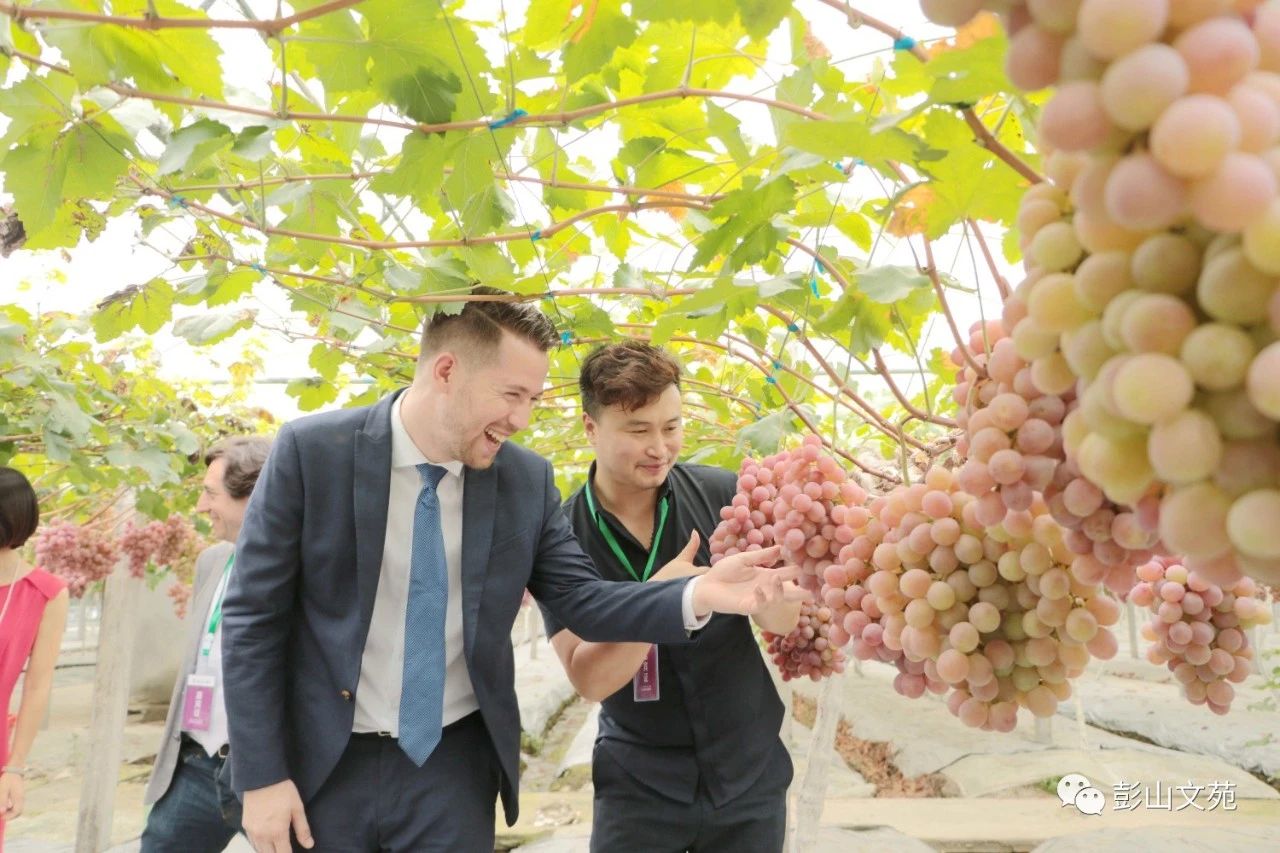 萄益彭山,乐活百年