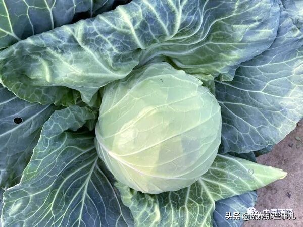 十字花科蔬菜种子,十字花科蔬菜名单