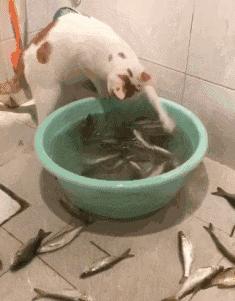 养宠物的人内心都是孤独的吗,养宠物真的可以缓解孤独吗