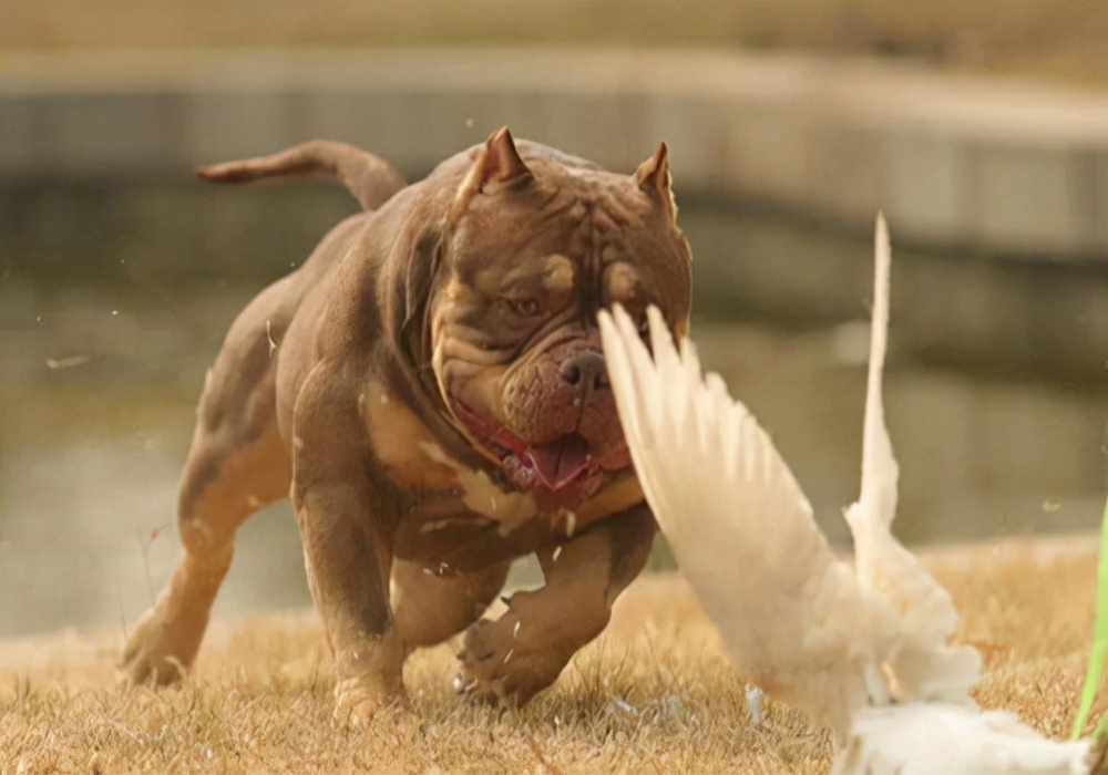 爱宠护理：狗狗伤口化脓溃烂用什么药，才能让狗狗尽快恢复？