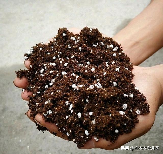 网购月季黄叶嫩芽枯萎怎么处理,网购的月季小苗黄叶了怎么栽种