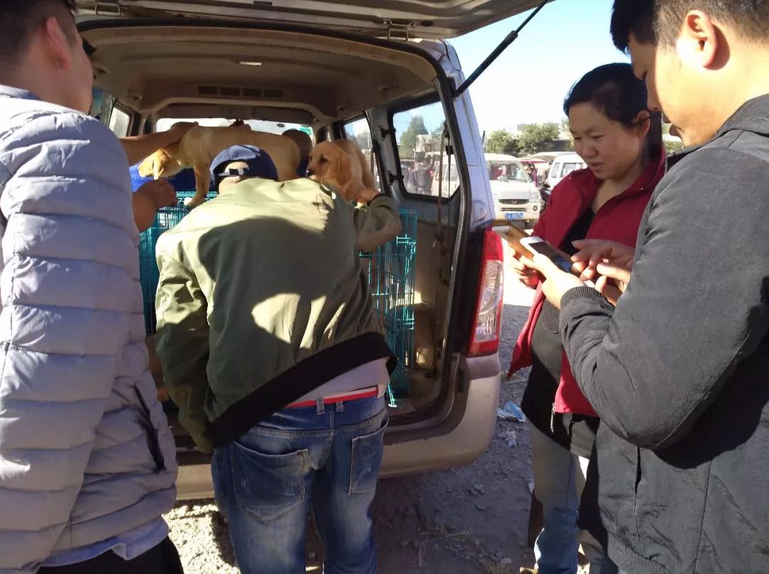 拉布拉多在狗市上卖多少钱,去狗市买拉布拉多如何砍价