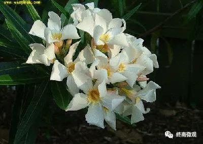 日本国花是什么花啊,全世界各国的国花是什么花