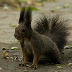 魔王松鼠普通的和极品的区别,怎么看魔王松鼠多大了