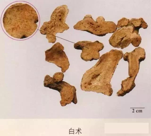 中药材图片大全大图带药名,200多味中药材图谱带图