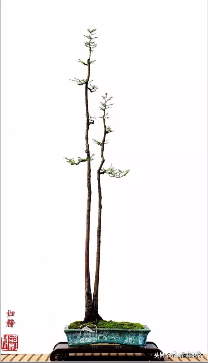 双干树,双干型果树