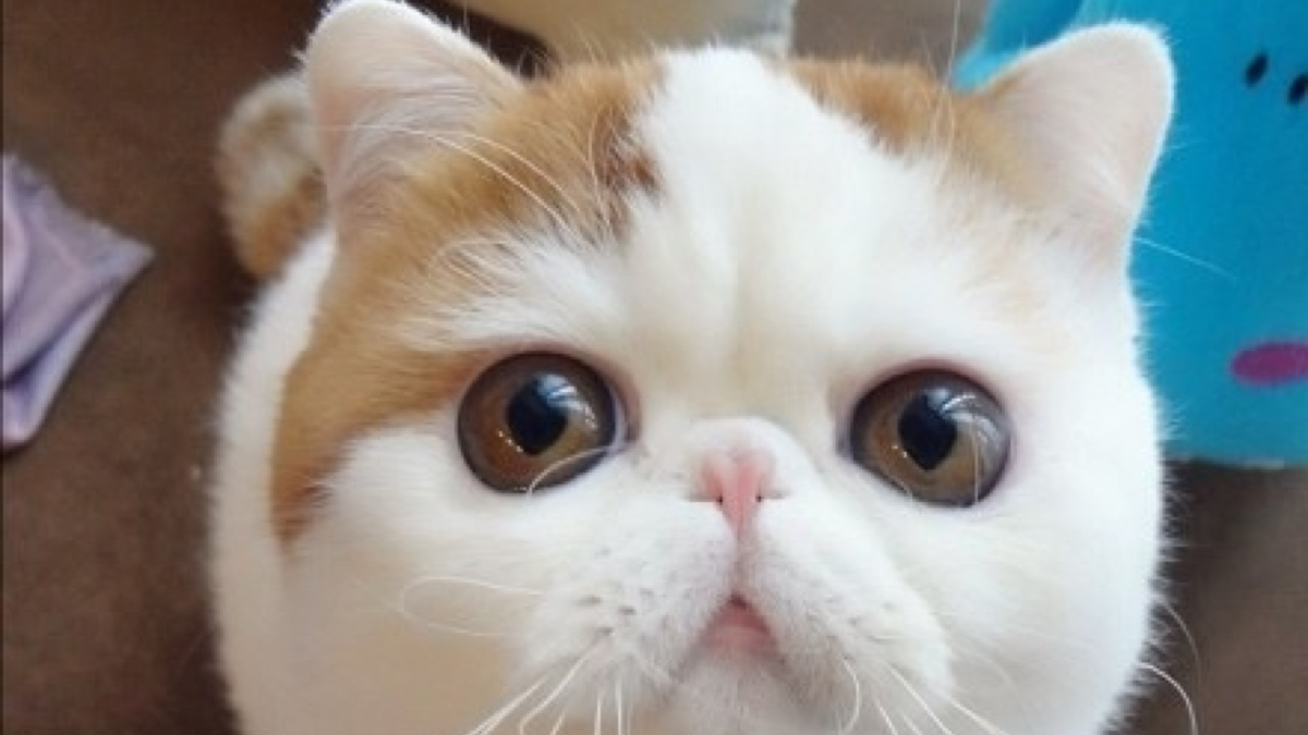 猫眼睛分泌物硬掉了怎么清理,猫眼睛分泌物怎么处理