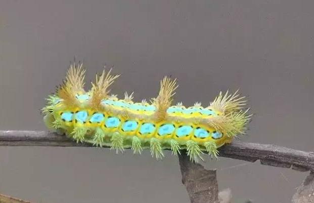 被农村辣子蛰了用什么药膏,被毛辣子蛰到的图片