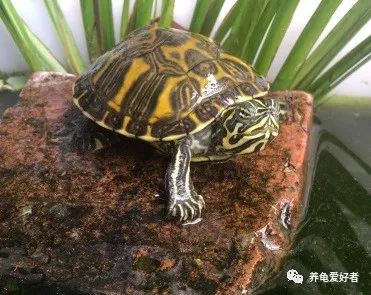 龟苗可以冷水过冬吗,什么季节适合入手龟苗