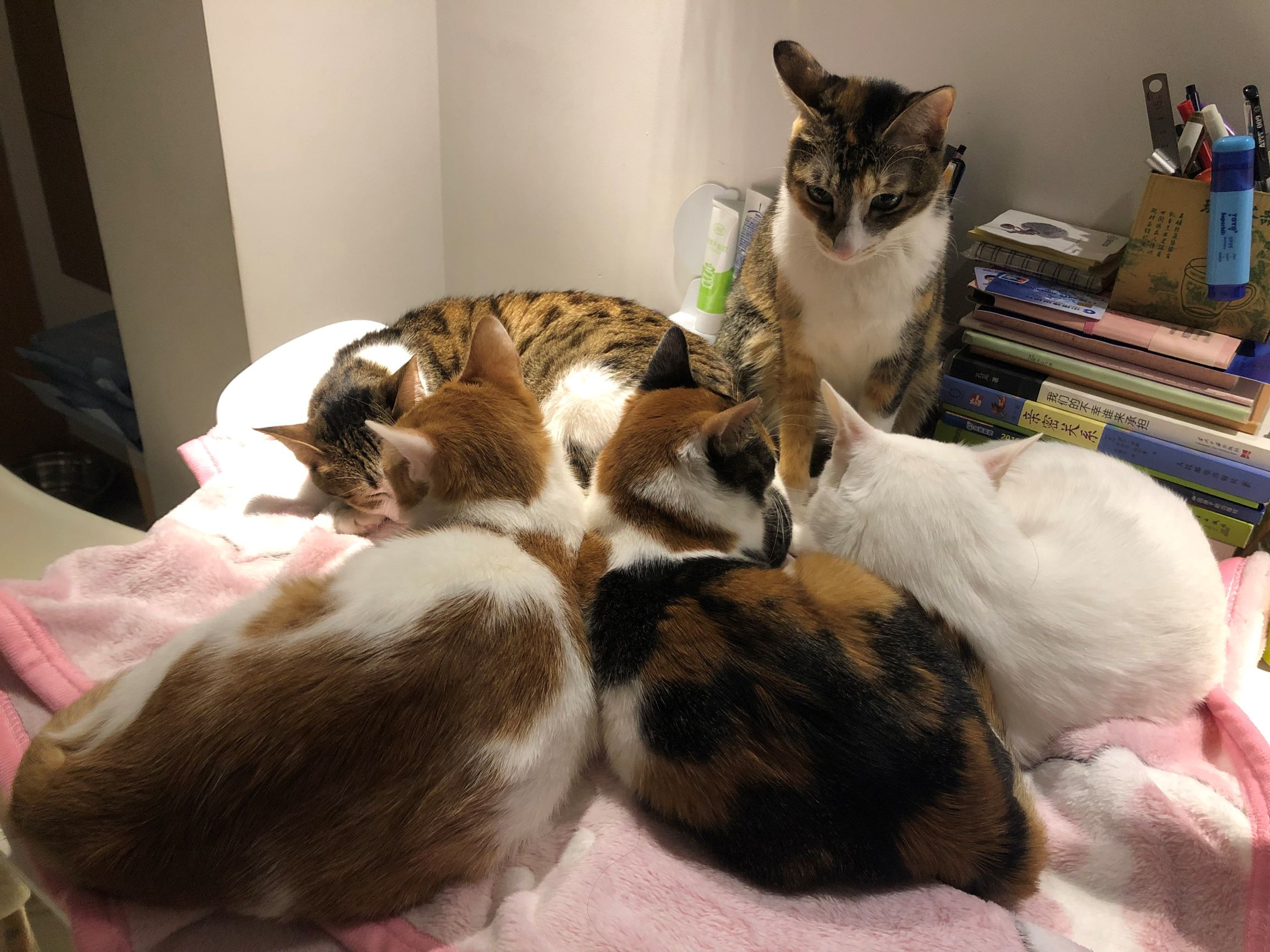 猫咪打架打得掉毛,猫咪打架打出血怎么办