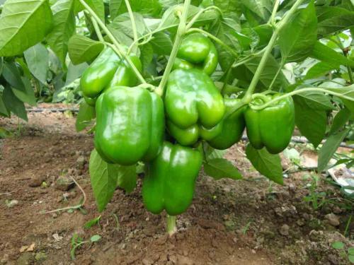 蔬莱种子新种子好还是陈种子好？如何鉴别和使用？看完你就知道了