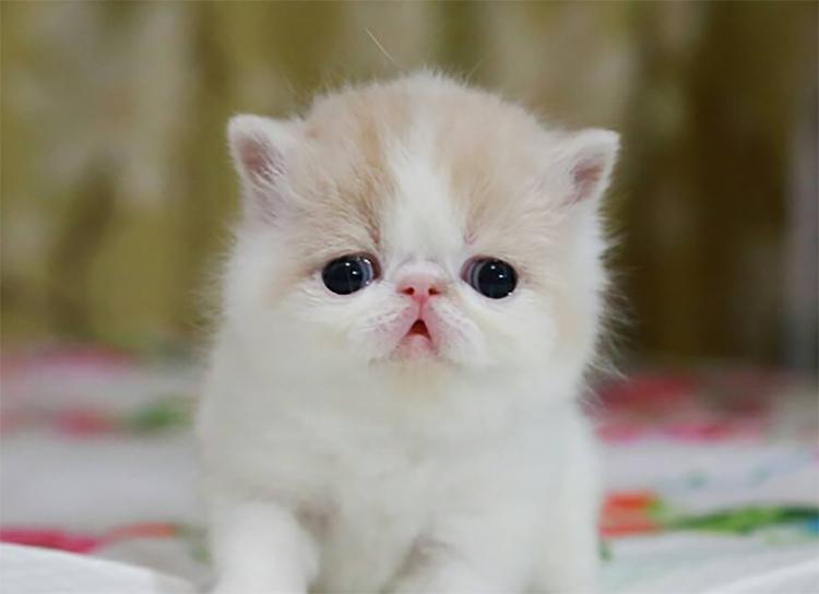 加菲猫如何才能养好它,加菲猫养猫指南