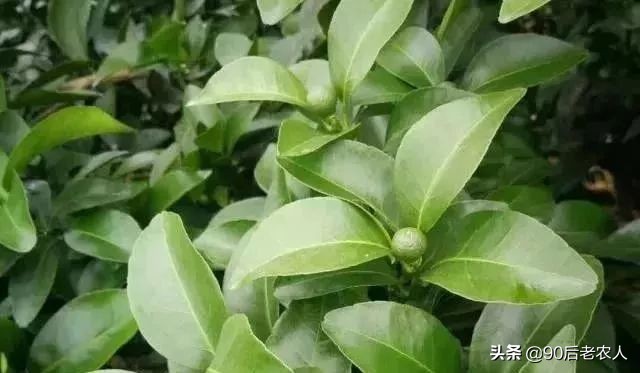 亚磷酸钾是什么味道,亚磷酸钾真的那么神吗