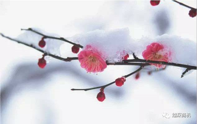 中国各大城市市花介绍,全国56市市花太美了的视频