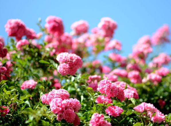 花团锦簇姹紫嫣红诗句,花团锦簇的蔷薇视频