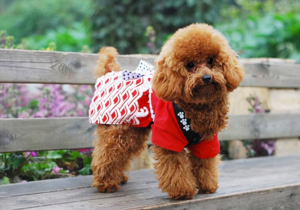 泰迪拉稀怎么办最快最有效,泰迪幼犬拉稀怎么办最快最有效