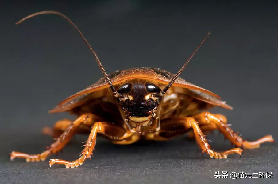 蟑螂处理餐厨垃圾项目简介,北京蟑螂处理餐厨垃圾是否可行