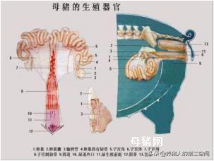 母猪授精的技术过程,母猪从受孕到生产喂料全过程