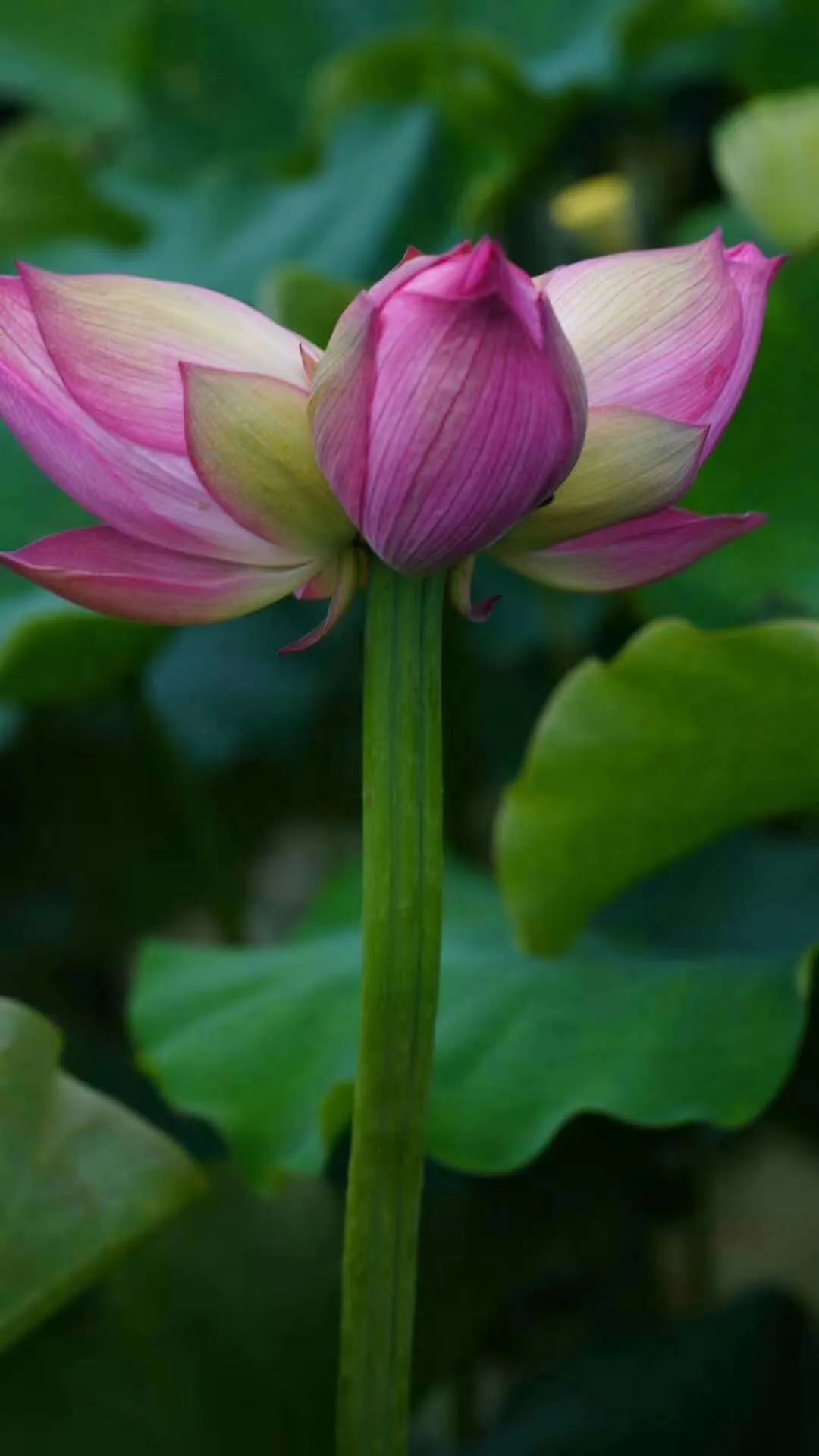 并蒂莲七绝二首,并蒂莲七绝诗