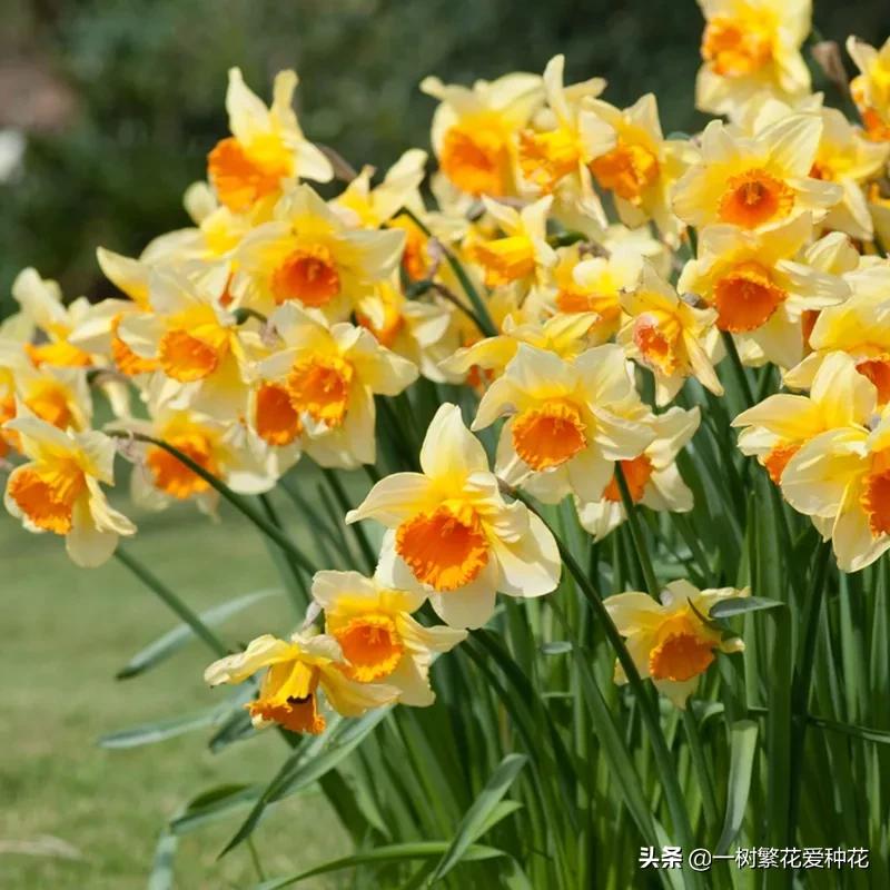 最毒的五种花不能在家里养,家里不能养的六种花会招来鬼