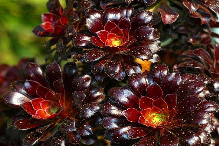 多肉黑法师如何修枝,养黑法师怎么上色