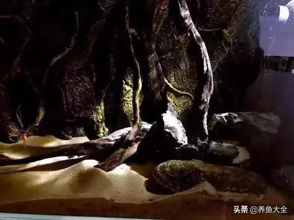 养鱼大神都养什么鱼,鱼缸养鱼都有哪些鱼