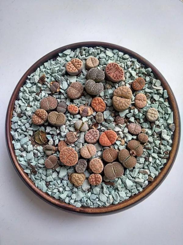 老人说屁股大的好生养的标准,屁股大的女人好生养科学依据