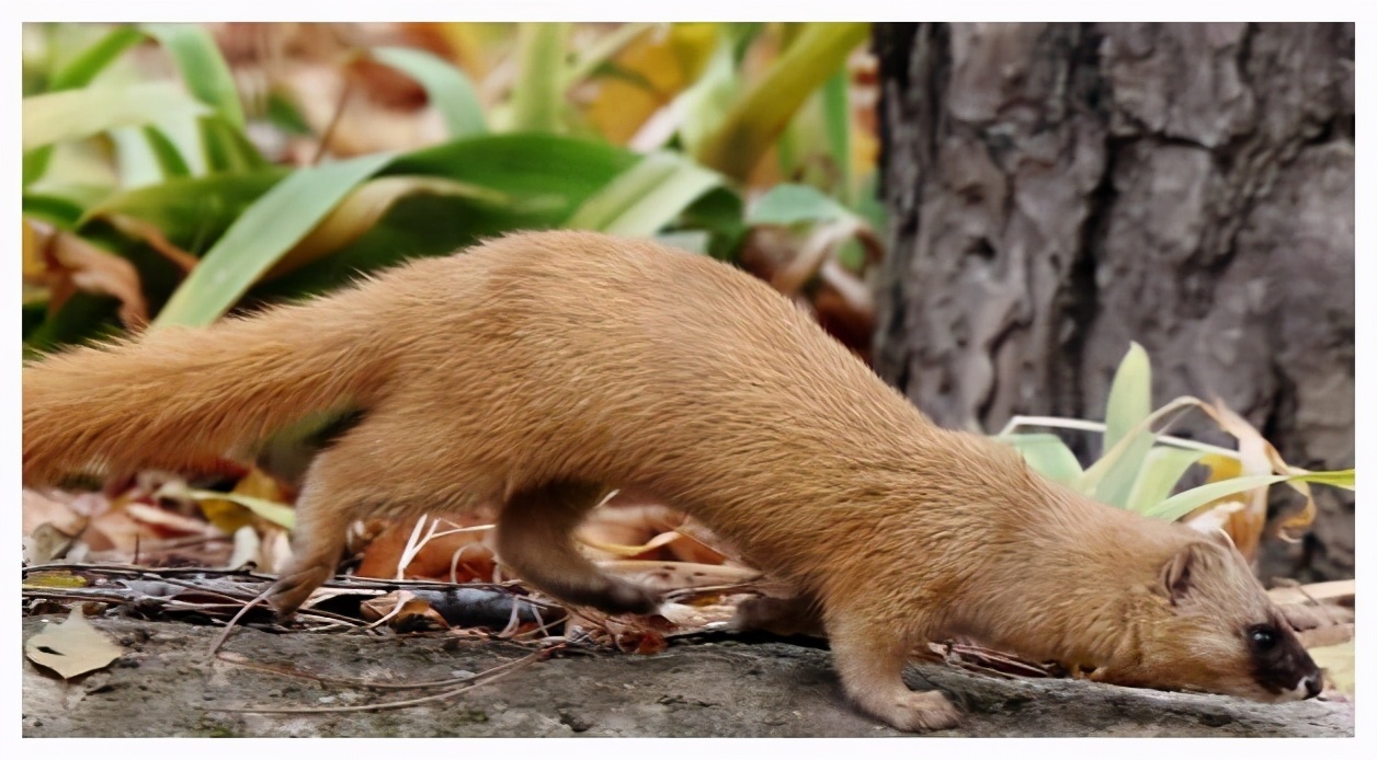 3年杀1.2万只“黄大仙”，被罚960万，其实农民这几种行为也违法