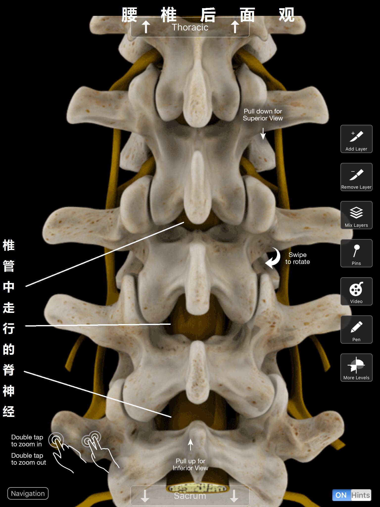 上班族该怎么预防腰痛,腰痛要警惕四种原因及治疗方法