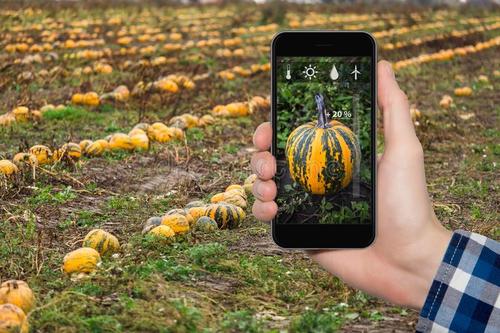 拼多多种咖啡、京东养猪、亚朵卖起了茶,互联网改造了农业什么?