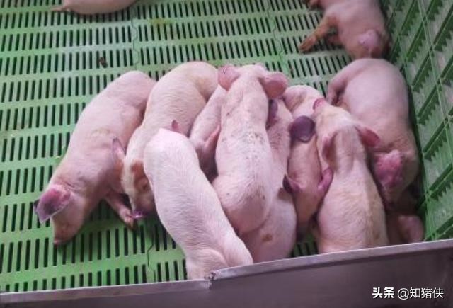 猪耳朵发红就一定是有病吗,猪耳朵发红就是猪瘟吗