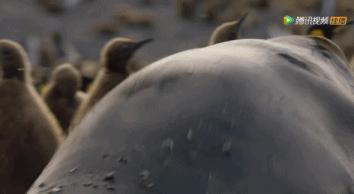 炸裂9.9，BBC再出神片，美得让人脸红