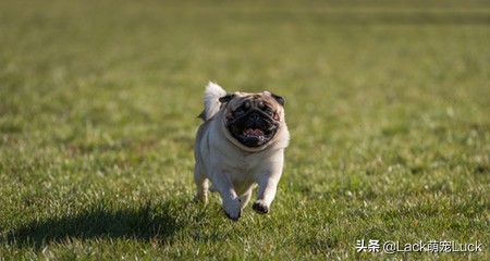 养一只哈巴犬的注意事项,养哈巴狗有什么优点和缺点