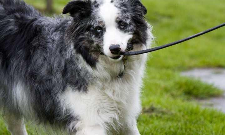 边牧毛发干枯怎么办啊,小边牧的毛发干枯吃打虫药可以吗