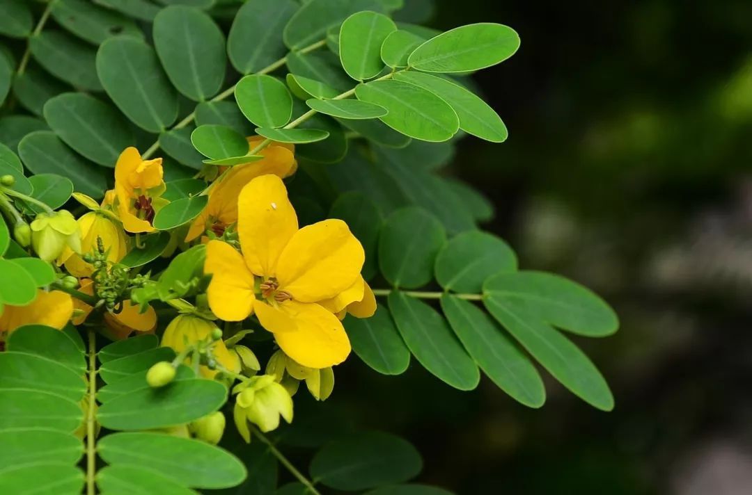 100种常见观叶植物图鉴史上最全,农村常见的100种植物