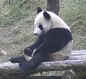 打球踢裆,打球被踢到裆部能赔偿吗