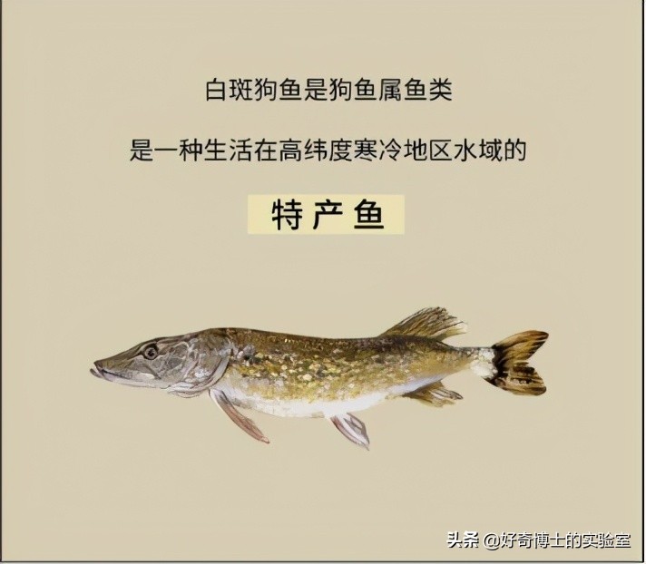 如何科学的判断自己的智商初二,怎么判断自己的智商