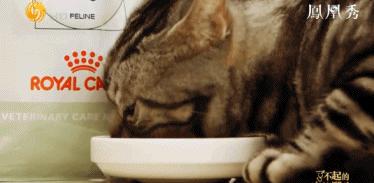 8.1国产良心,分分钟救你「狗命」