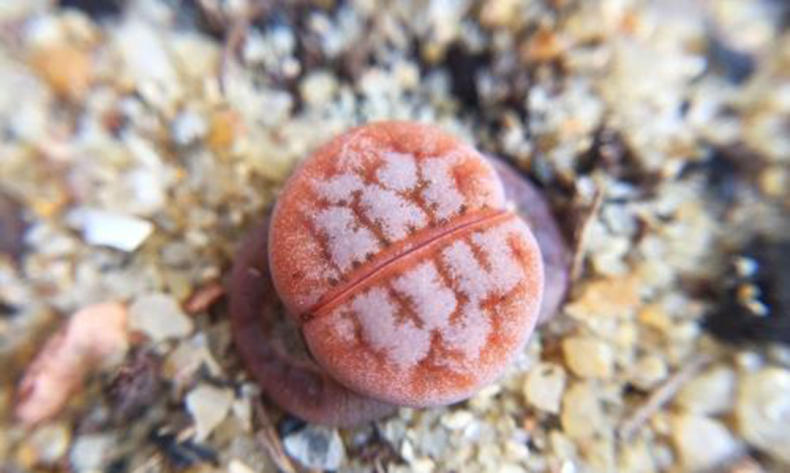 生石花烂根怎么办,生石花烂根了怎么办