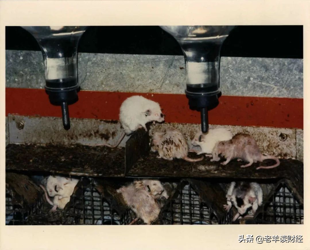 老鼠乌托邦实验什么现象,老鼠乌托邦的十种沉沦的表现