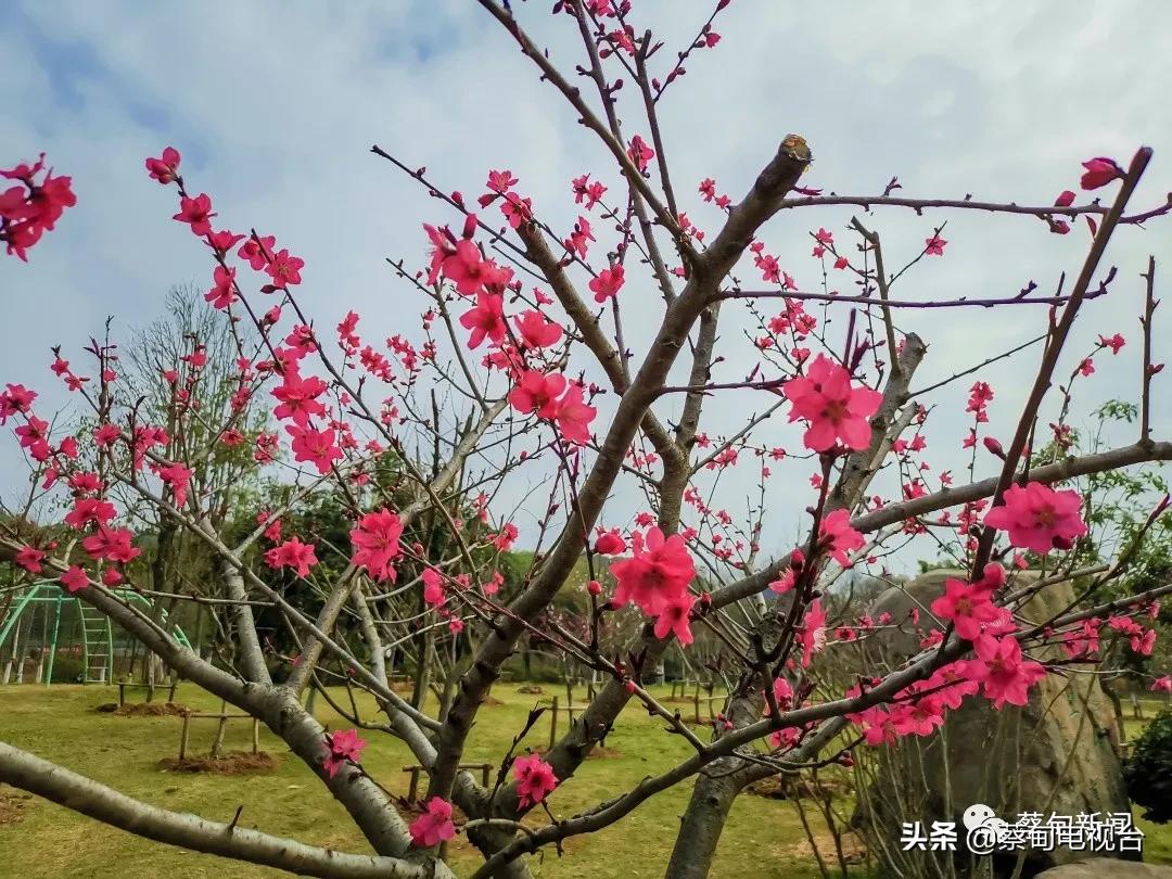 桃之夭夭!来武汉蔡甸世外桃源,许你万株桃花