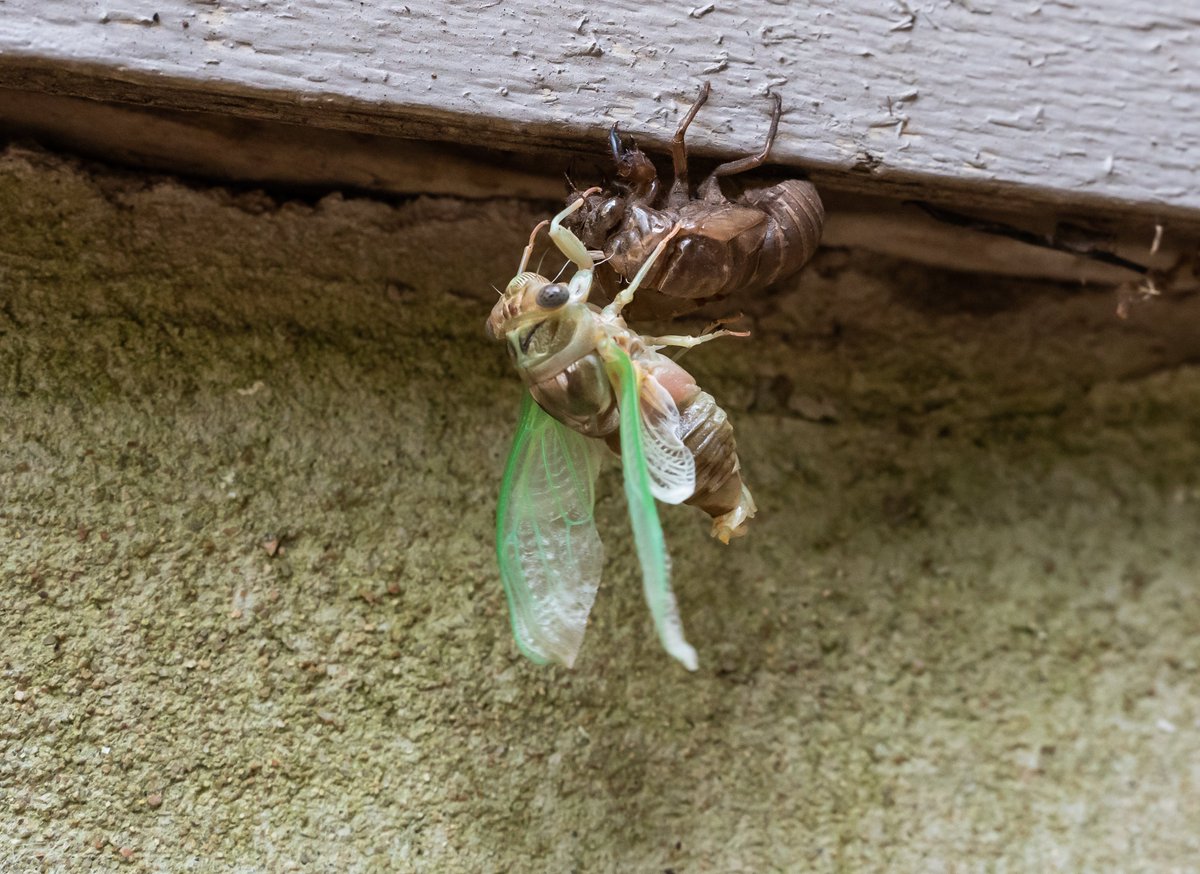 真菌为什么能控制昆虫大脑,真菌控制昆虫尸体