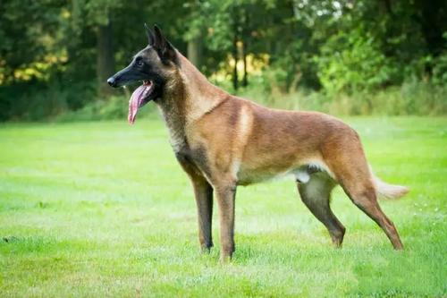 哪几种狗很可爱对主人很好不咬人,对主人最忠诚的5种狗