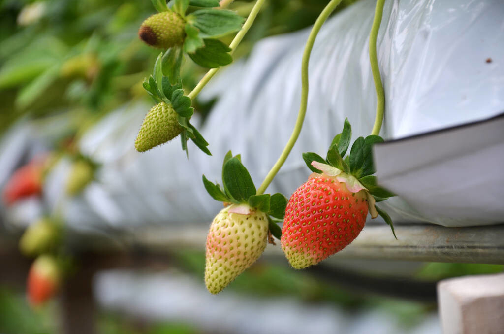 这4种水果多吃多汁营养,冬季多吃这些应季水果