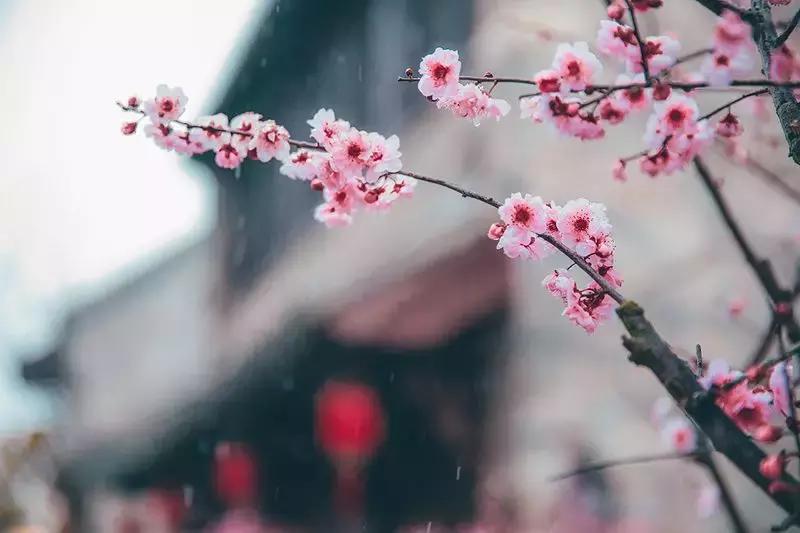 徐州市中心处竟隐藏着一片梅花林，时尚又古香的街区被映成粉色
