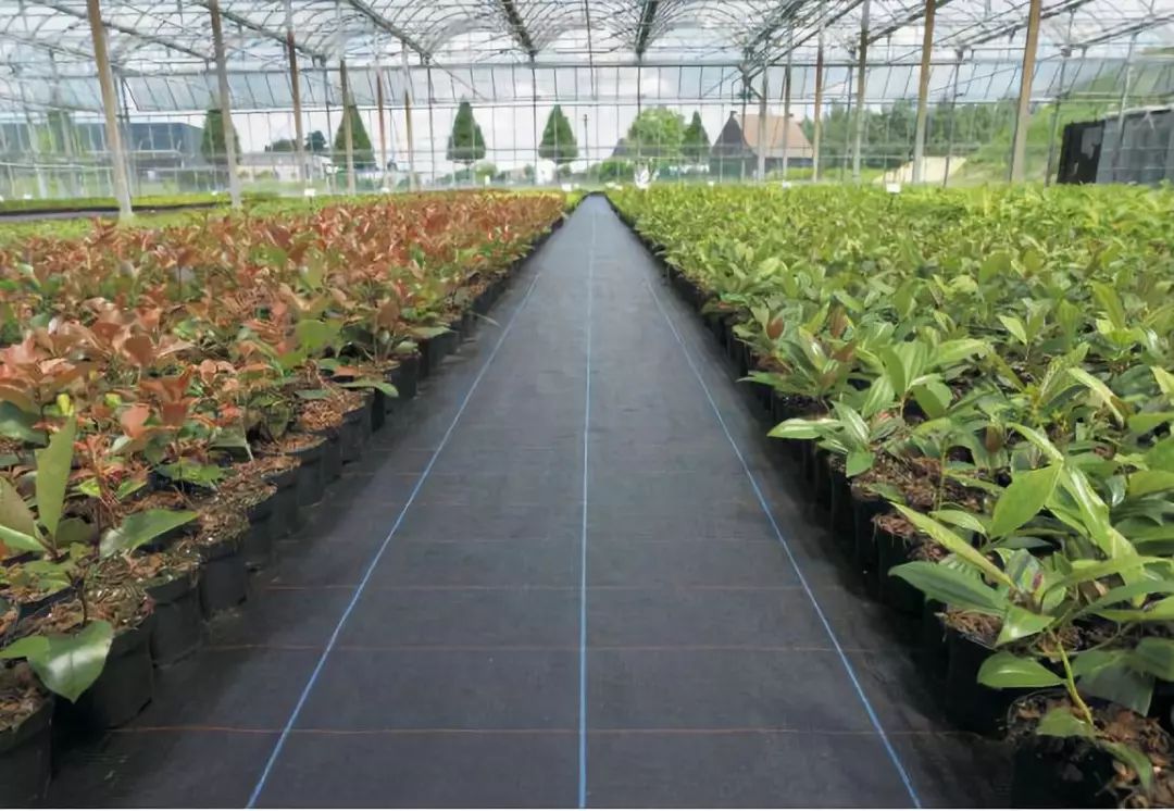 既能高效除草又能省时省力,果树地打除草药怎么省时省力