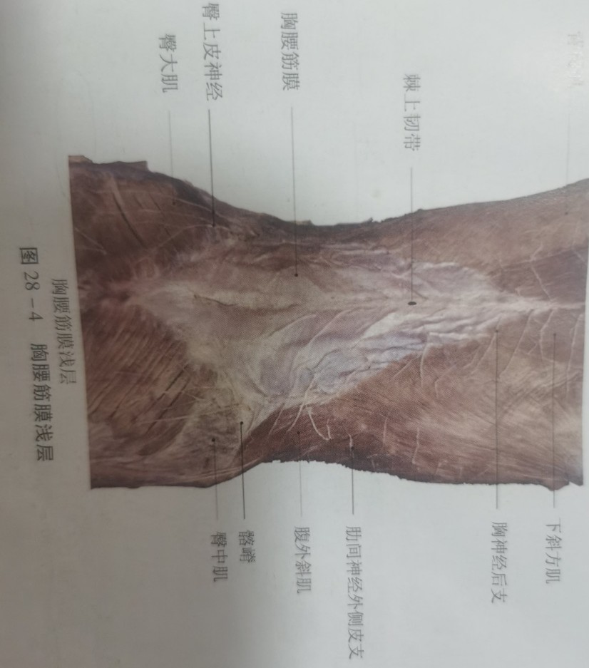 腰痛的中医诊断是什么,各种类型的腰痛辨证