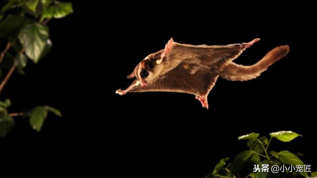 如何饲养蜜袋鼯,新手如何养蜜袋鼯视频教程